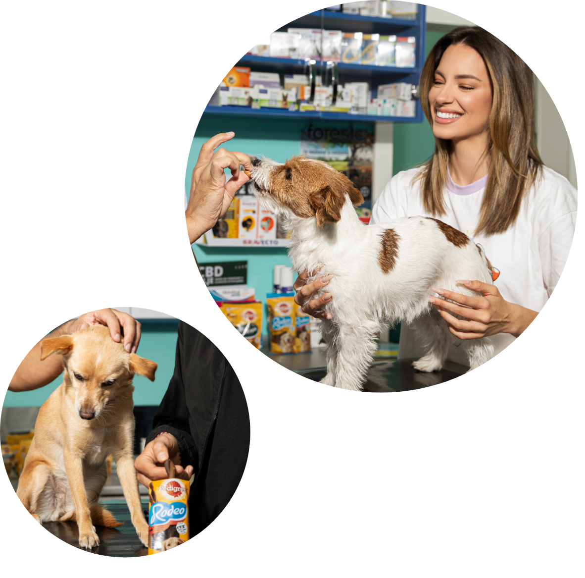 Sara i Slaven su poveli Noru i Ljubicu kod veterinara i saznali kako Pedigree poslastice brinu o zdravlju njihovih ljubimaca Group 190 Sara i Slaven su poveli Noru i Ljubicu kod veterinara i saznali kako Pedigree poslastice brinu o zdravlju njihovih ljubimaca