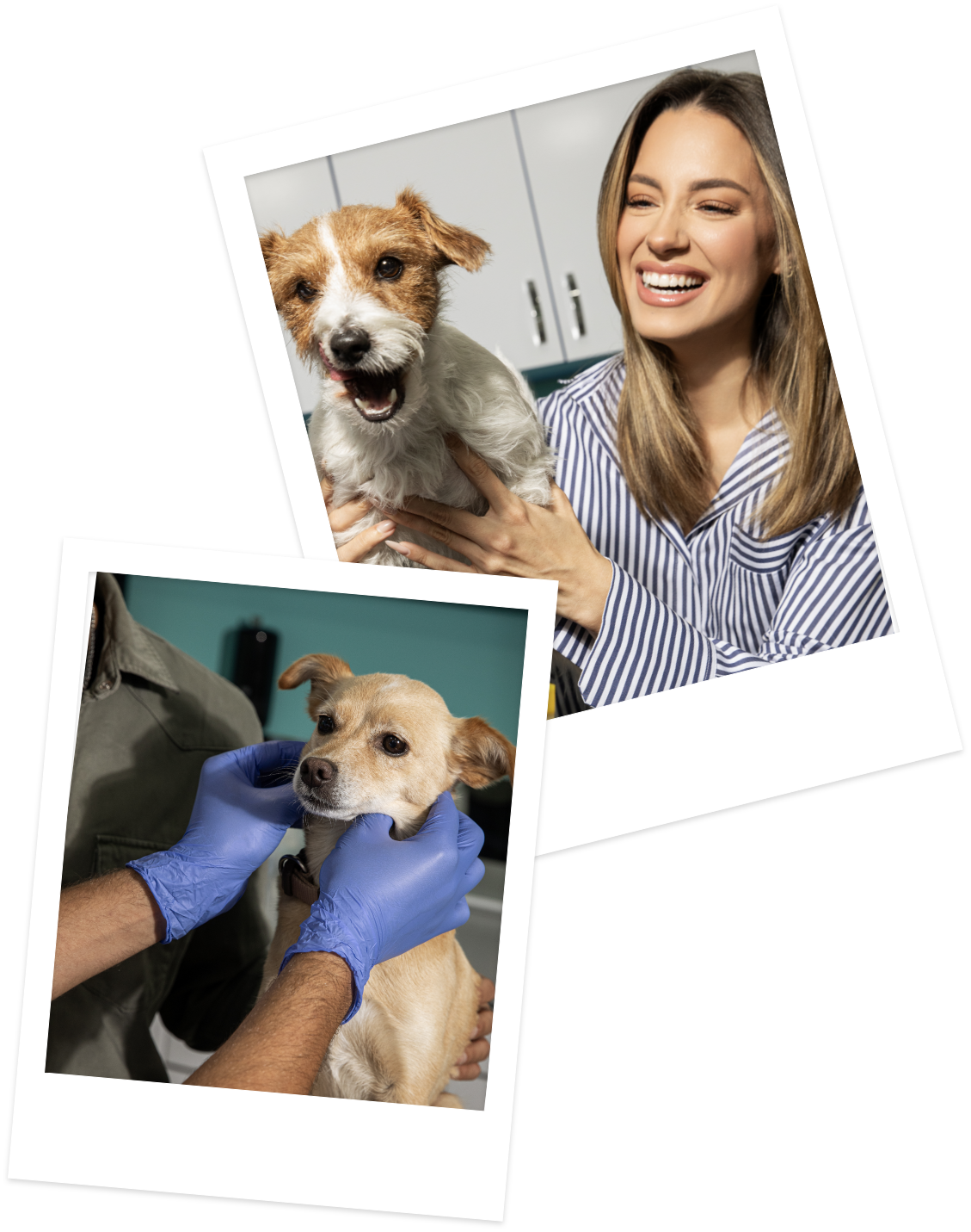 Savet veterinara: Sara i Slaven su otkrili kako Pedigree Dentastix štapići brinu o zubima njihovih ljubimaca ovo svako treba da zna! Group 137 Savet veterinara: Sara i Slaven su otkrili kako Pedigree Dentastix štapići brinu o zubima njihovih ljubimaca ovo svako treba da zna!