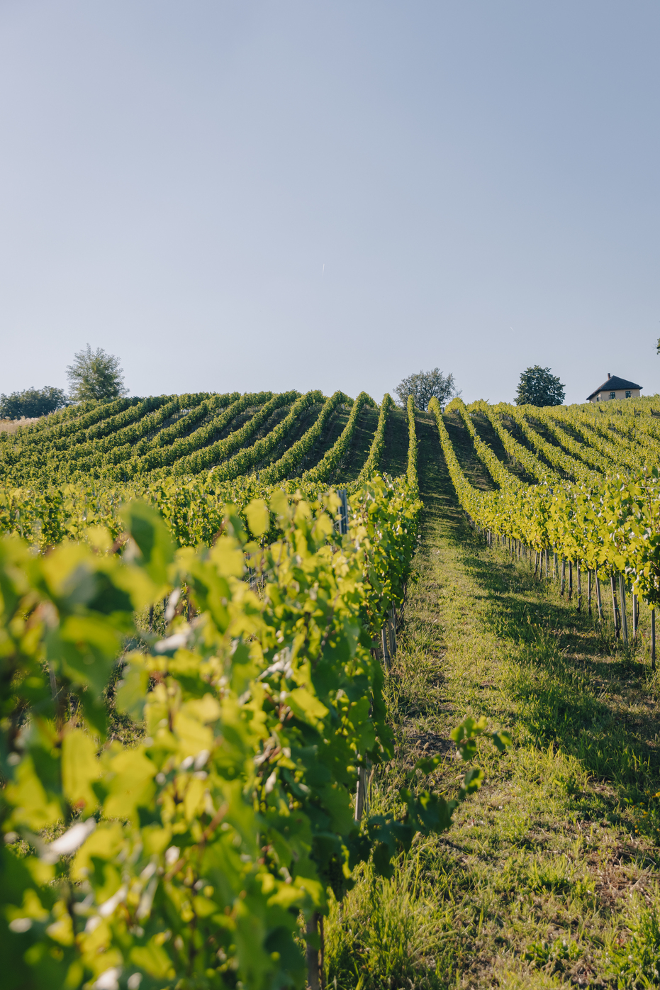 Otkrijte lepote Šumadije kroz čašu vina iz Vinarije Plavi Perun RAAW7504 Otkrijte lepote Šumadije kroz čašu vina iz Vinarije Plavi Perun