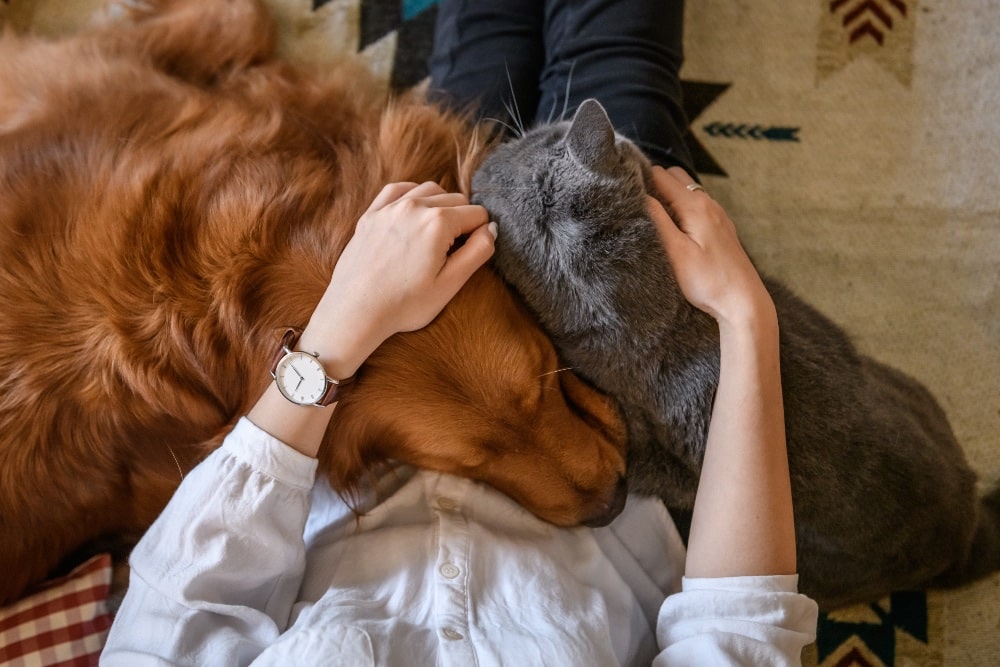 Ljubimci na prvom mestu: Pet Republic postao deo Pet centar porodice PET CENTAR PAS I MACKA min Ljubimci na prvom mestu: Pet Republic postao deo Pet centar porodice
