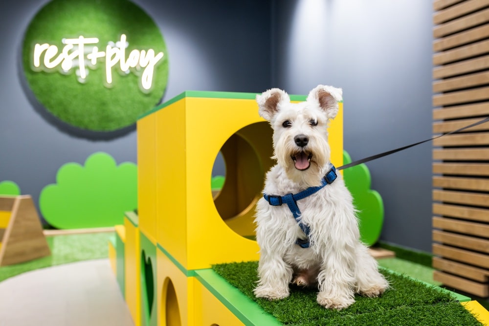 Ljubimci na prvom mestu: Pet Republic postao deo Pet centar porodice PET DVORISTANCE min Ljubimci na prvom mestu: Pet Republic postao deo Pet centar porodice