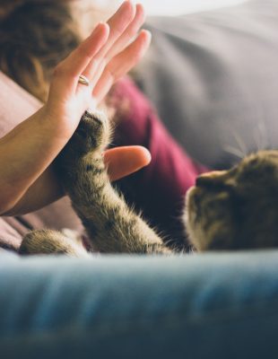 Izbor kućnih ljubimaca po Feng Shui principima