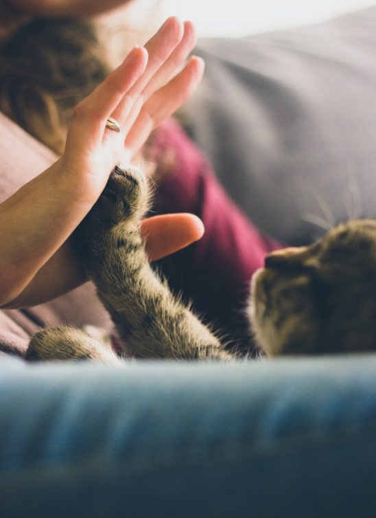 Izbor kućnih ljubimaca po Feng Shui principima
