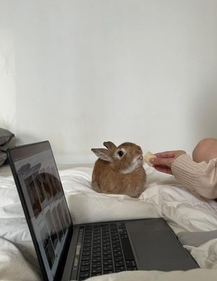 Koja je vaša duhovna životinja, prema vašem horoskopskom znaku