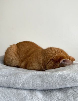 Buđenje u pet: Probali smo ovo umesto vas i evo zašto (ne) preporučujemo